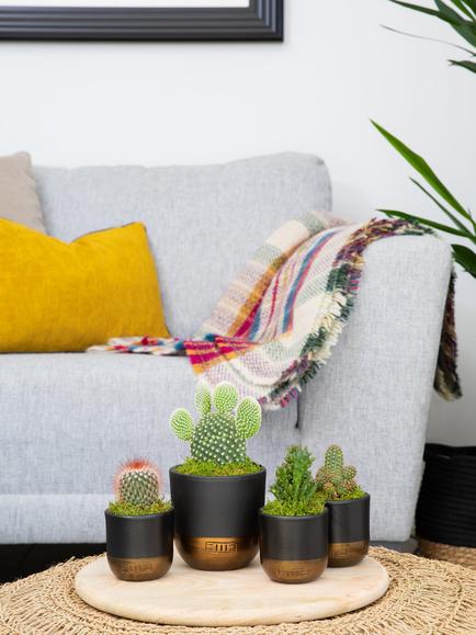 The Little Botanical Cactus Plant Family - view 2, Multi
