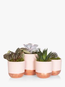 The Little Botanical Pretty Pink Plant Gang, Multi