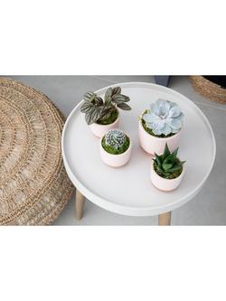 The Little Botanical Pretty Pink Plant Gang - view 2, Multi