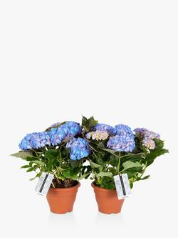 The Little Botanical Hydrangea Bundle, Blue