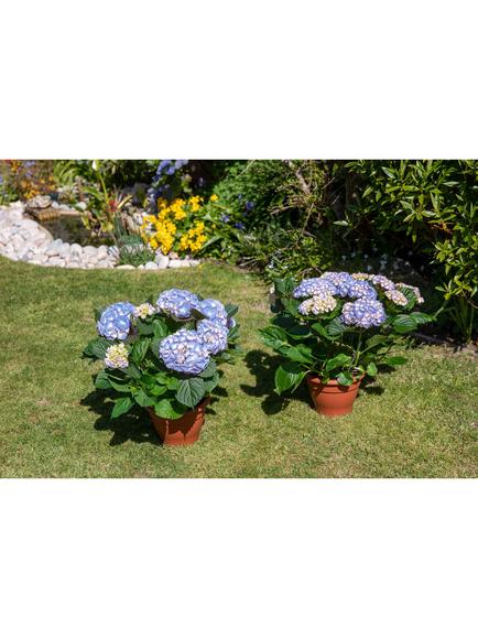 The Little Botanical Hydrangea Bundle - view 2, Blue