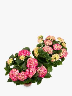 The Little Botanical Hydrangea Bundle - view 2, Pink