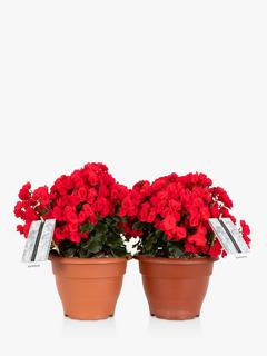 The Little Botanical Betulia Plant Bundle, Red