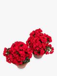 The Little Botanical Betulia Plant Bundle, Red