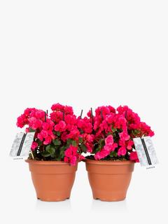 The Little Botanical Betulia Plant Bundle, Dark Pink