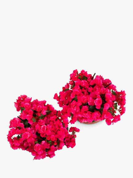 The Little Botanical Betulia Plant Bundle - view 2, Dark Pink