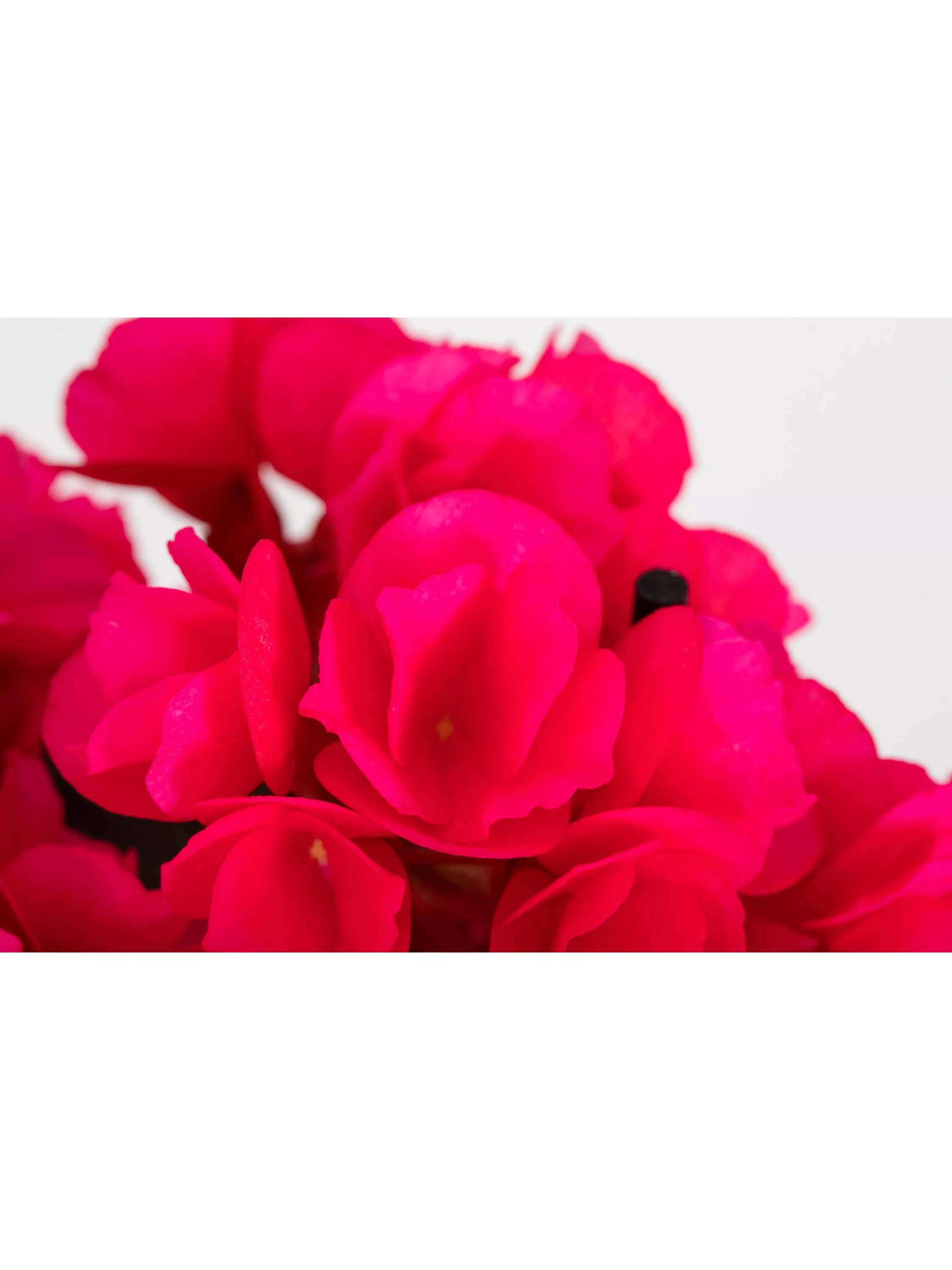 Dark Pink  - Out of stock