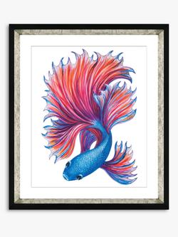 Brookpace Lascelles Fancy Fish 2' Framed Print & Mount, 56 x 46cm, Red/Blue, Red/Blue
