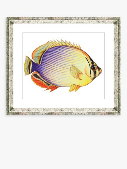 Brookpace Lascelles 'Tropical Fish 2' Framed Print & Mount, 36 x 46cm, Yellow/Multi, Yellow/Multi