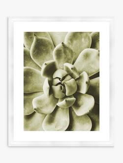 Brookpace Lascelles 'Agave 1' Framed Print & Mount, 56 x 46cm, Green, Green