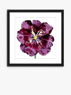 Brookpace Lascelles 'Burgundy Tulip 3' Framed Print & Mount, 56 x 56cm, Burgundy, Burgundy