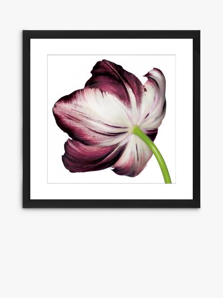 Brookpace Lascelles 'Burgundy Tulip 4' Framed Print & Mount, 56 x 56cm, Burgundy, Burgundy