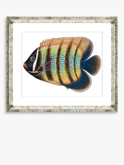 Brookpace Lascelles 'Tropical Fish 5' Framed Print & Mount, 36 x 46cm, Yellow/Multi, Yellow/Multi