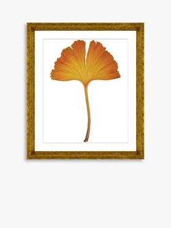 Brookpace Lascelles 'Ginkgo Leaf 2' Framed Print & Mount, 56 x 46cm, Orange, Orange