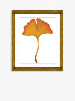 Brookpace Lascelles 'Ginkgo Leaf 3' Framed Print & Mount, 56 x 46cm, Orange, Orange