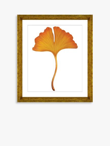 Brookpace Lascelles 'Ginkgo Leaf 3' Framed Print & Mount, 56 x 46cm, Orange, Orange