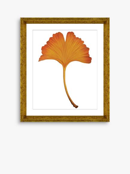 Brookpace Lascelles 'Ginkgo Leaf 4' Framed Print & Mount, 56 x 46cm, Orange, Orange