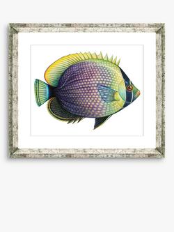 Brookpace Lascelles 'Tropical Fish 6' Framed Print & Mount, 36 x 46cm, Purple/Yellow, Purple/Multi