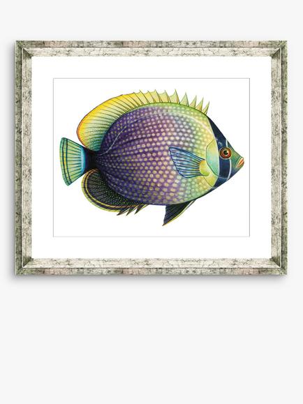 Brookpace Lascelles 'Tropical Fish 6' Framed Print & Mount, 36 x 46cm, Purple/Yellow, Purple/Multi