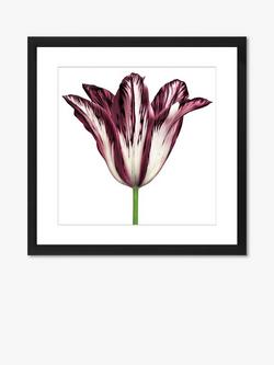 Brookpace Lascelles 'Burgundy Tulip 2' Framed Print & Mount, 56 x 56cm, Burgundy, Burgundy
