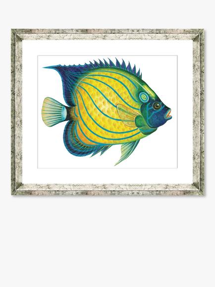 Brookpace Lascelles 'Tropical Fish 4' Framed Print & Mount, 36 x 46cm, Yellow/Blue, Yellow/Blue