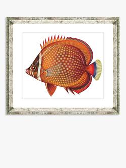Brookpace Lascelles 'Tropical Fish 3' Framed Print & Mount, 36 x 46cm, Orange, Orange