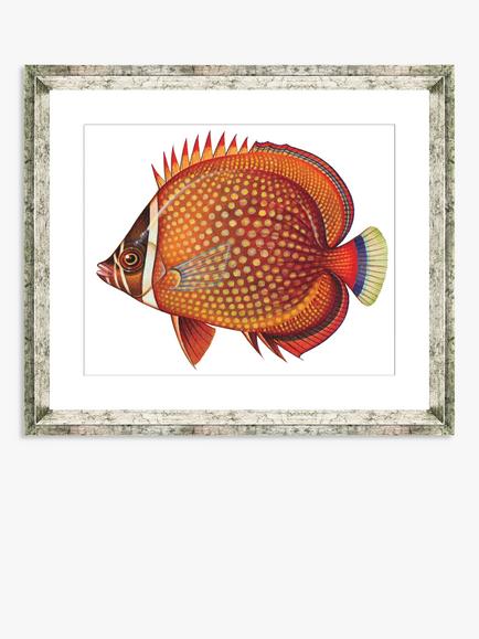 Brookpace Lascelles 'Tropical Fish 3' Framed Print & Mount, 36 x 46cm, Orange, Orange
