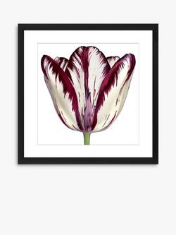 Brookpace Lascelles 'Burgundy Tulip 1' Framed Print & Mount, 56 x 56cm, Burgundy, Burgundy