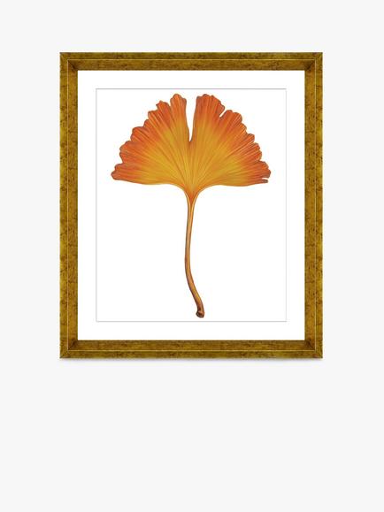 Brookpace Lascelles 'Ginkgo Leaf 1' Framed Print & Mount, 56 x 46cm, Orange, Orange