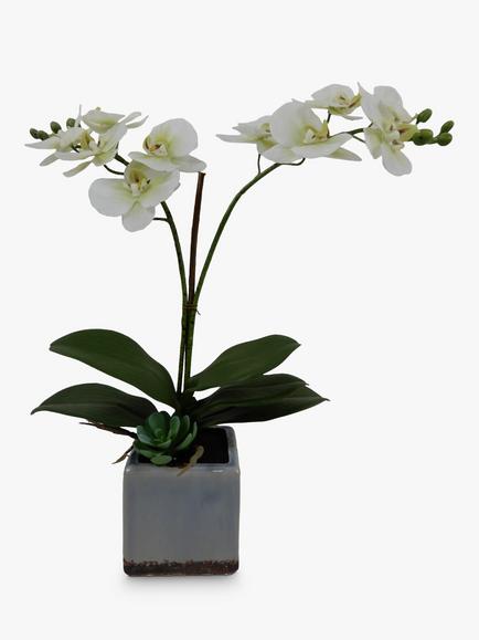 John Lewis Artificial Orchid in Ceramic Planter, 