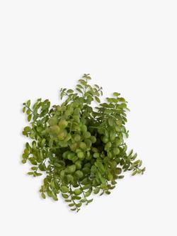 John Lewis Artificial Eucalyptus Bush in Stone Planter - view 2, 