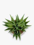 John Lewis Artificial Aloe Vera in Cement Planter