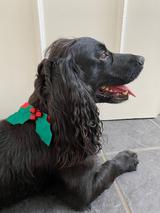 Talking Tables Christmas Holly Dog Dress Up Toy