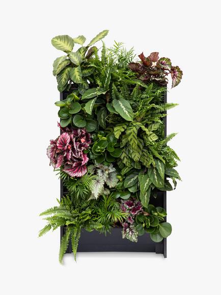 The Little Botanical 20 Indoor House Plants Living Wall, Multi