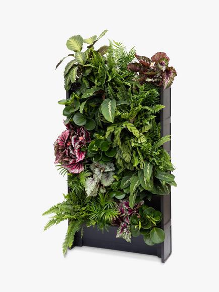 The Little Botanical 20 Indoor House Plants Living Wall - view 2, Multi