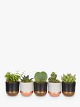 The Little Botanical Plant Shelfie Set