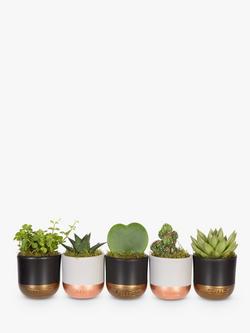 The Little Botanical Plant Shelfie Set, Multi
