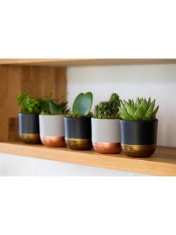 The Little Botanical Plant Shelfie Set - view 2, Multi