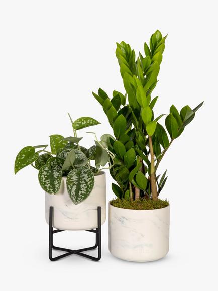 The Little Botanical Pothos & Zamioculcas Marble Planters, Multi