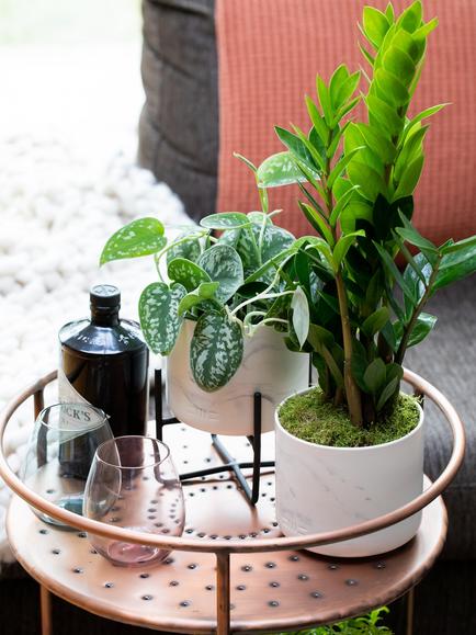 The Little Botanical Pothos & Zamioculcas Marble Planters - view 2, Multi