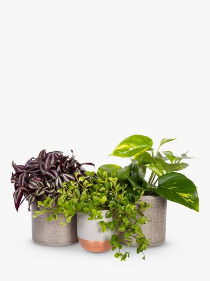 The Little Botanical Trailing Plant Set, Multi