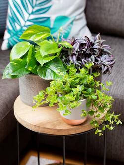 The Little Botanical Trailing Plant Set - view 2, Multi