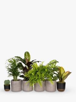 The Little Botanical Bathroom Plants, Multi