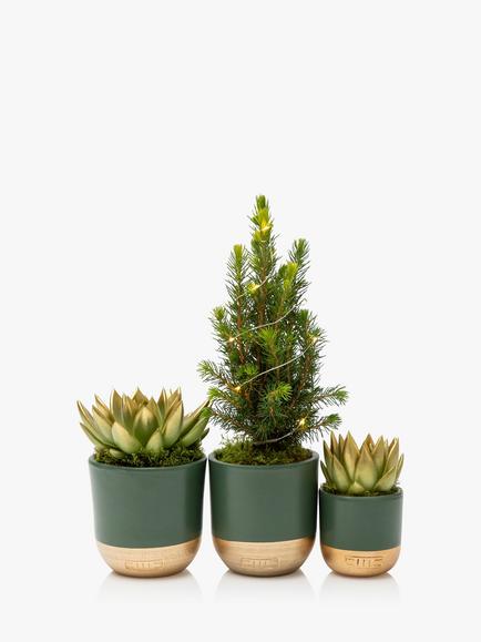 The Little Botanical Mini Tree & Succulent Plant Gift Set, Multi