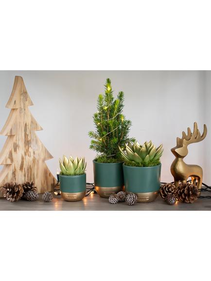 The Little Botanical Mini Tree & Succulent Plant Gift Set - view 2, Multi