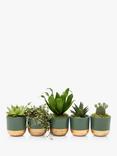 The Little Botanical Christmas Succulent Plant Gift Set