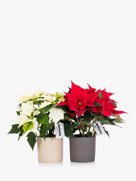 The Little Botanical Poinsettia Duo Gift Set, Multi