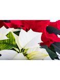 The Little Botanical Poinsettia Duo Gift Set