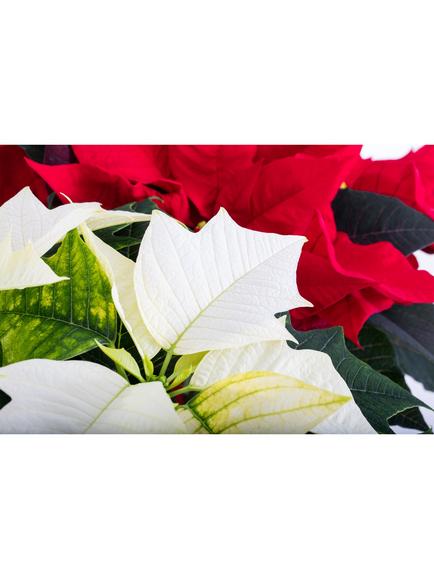The Little Botanical Poinsettia Duo Gift Set - view 2, Multi
