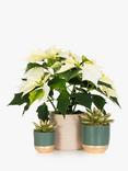 The Little Botanical White Poinsettia Plant Set